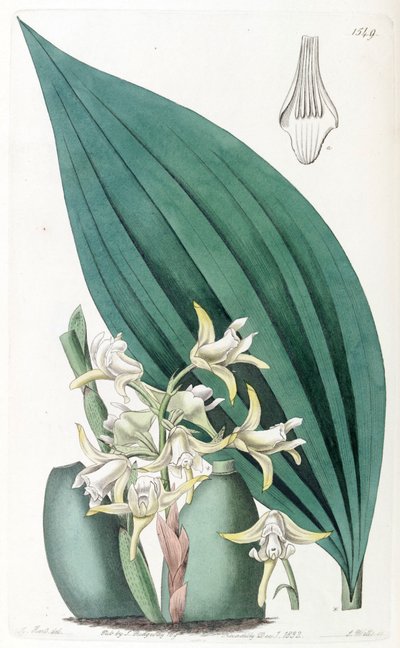 मैक्सिलारिया पामिफ़ोलिया (सिंक के रूप में। द्वारा जे. वत्स